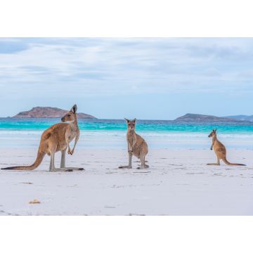 Lais Puzzle - Kängurus in der Lucky Bay in Australien - 1.000 Teile