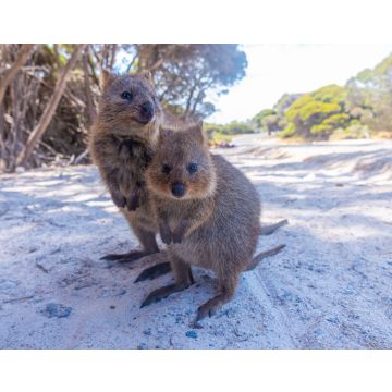 Lais Puzzle - Quokka auf der Insel Rottnest bei Perth, Australien - 40, 100, 200, 500, 1.000 & 2.000 Teile