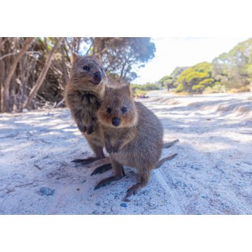 Lais Puzzle - Quokka auf der Insel Rottnest bei Perth, Australien - 1.000 Teile
