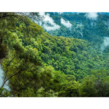 Lais Puzzle - Ein Panoramablick auf die Goomoolahra Falls und die Regenwaldkronen im Springbrook National Park, Queensland - 40, 100, 200, 500, 1.000 & 2.000 Teile
