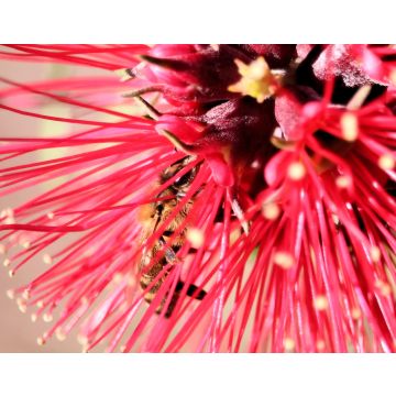Lais Puzzle - Honigbiene in einer roten Bottlebrush-Blüte, Südaustralien - 40, 100, 200, 500, 1.000 & 2.000 Teile