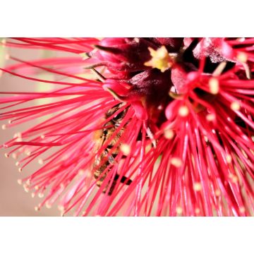 Lais Puzzle - Honigbiene in einer roten Bottlebrush-Blüte, Südaustralien - 1.000 Teile
