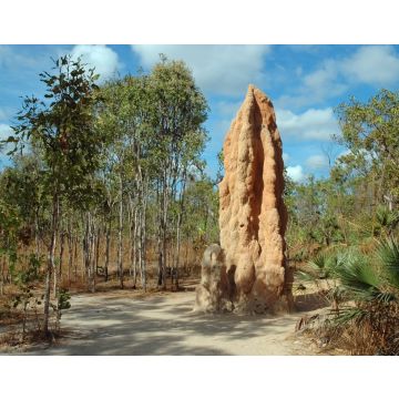 Lais Puzzle - Riesiger Termitenhügel im Litchfield NP, Northern Territory, Australien - 40, 100, 200, 500, 1.000 & 2.000 Teile
