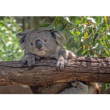 Lais Puzzle - Koala, der sich festhält - 500, 1.000 & 2.000 Teile