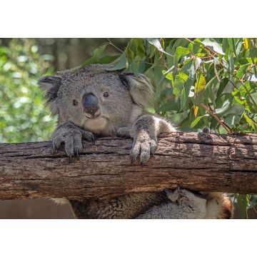 Lais Puzzle - Koala, der sich festhält - 1.000 Teile