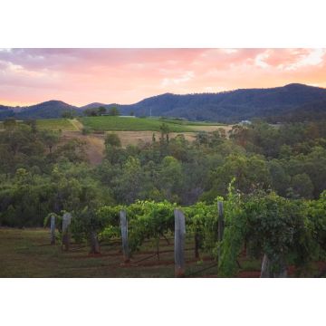 Lais Puzzle - Ein farbenprächtiger Sonnenuntergang oder Sonnenaufgang über einer malerischen ländlichen Landschaft und einem Weinberg in der Region Hunter Valley, dem berühmten Weinland in NSW, Australien - 1.000 Teile