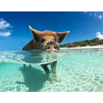 Lais Puzzle - Wildes, schwimmendes Schwein auf Big Majors Cay auf den Bahamas - 40, 100, 200, 500, 1.000 & 2.000 Teile