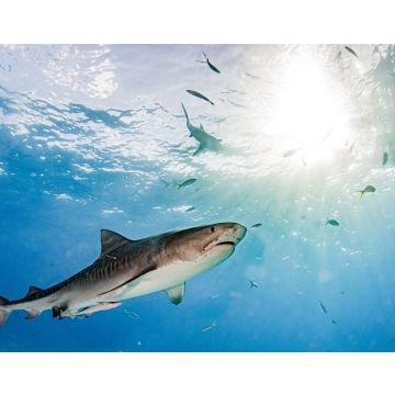 Lais Puzzle - Tigerhai am Tigerstrand, Bahamas - 40, 100, 200, 500, 1.000 & 2.000 Teile