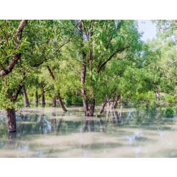 Lais Puzzle - Überschwemmter Wald am Hiron Point in den Sundarbans, Bangladesch - 40, 100, 200, 500, 1.000 & 2.000 Teile