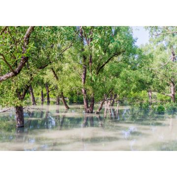 Lais Puzzle - Überschwemmter Wald am Hiron Point in den Sundarbans, Bangladesch - 1.000 Teile
