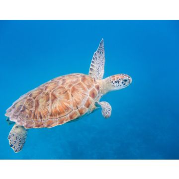 Lais Puzzle - Unterwasseransicht der Grünen Meeresschildkröte (Chelonia mydas) beim Schwimmen im blauen Meer auf Barbados - 40, 100, 200, 500, 1.000 & 2.000 Teile