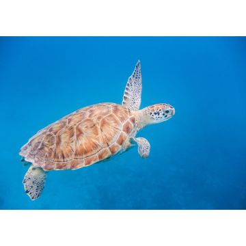 Lais Puzzle - Unterwasseransicht der Grünen Meeresschildkröte (Chelonia mydas) beim Schwimmen im blauen Meer auf Barbados - 1.000 Teile