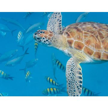 Lais Puzzle - Unterwasseransicht der Grünen Meeresschildkröte (Chelonia mydas) beim Schwimmen im blauen Meer auf Barbados - 40, 100, 200, 500, 1.000 & 2.000 Teile