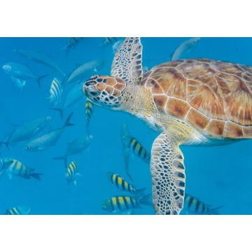 Lais Puzzle - Unterwasseransicht der Grünen Meeresschildkröte (Chelonia mydas) beim Schwimmen im blauen Meer auf Barbados - 1.000 Teile