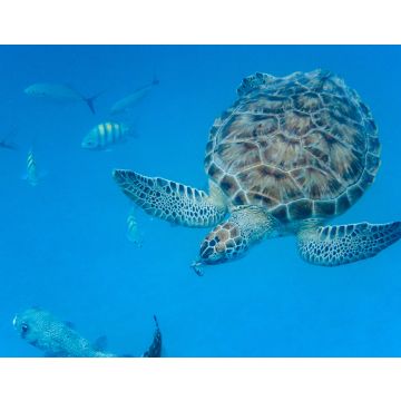 Lais Puzzle - Unterwasseransicht der Grünen Meeresschildkröte (Chelonia mydas) beim Schwimmen im blauen Meer auf Barbados - 40, 100, 200, 500, 1.000 & 2.000 Teile