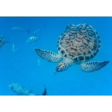 Lais Puzzle - Unterwasseransicht der Grünen Meeresschildkröte (Chelonia mydas) beim Schwimmen im blauen Meer auf Barbados - 1.000 Teile