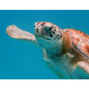 Lais Puzzle - Grüne Meeresschildkröte (Chelonia mydas) beim Schwimmen in der Karibischen See in Barbados - 40, 100, 200, 500 & 1.000 Teile