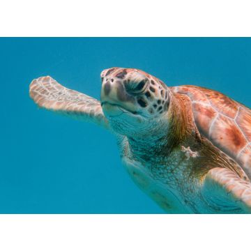 Lais Puzzle - Grüne Meeresschildkröte (Chelonia mydas) beim Schwimmen in der Karibischen See in Barbados - 1.000 Teile