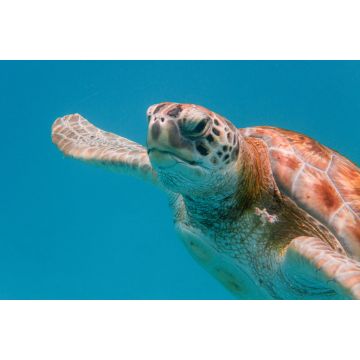 Lais Puzzle - Grüne Meeresschildkröte (Chelonia mydas) beim Schwimmen in der Karibischen See in Barbados - 2.000 Teile