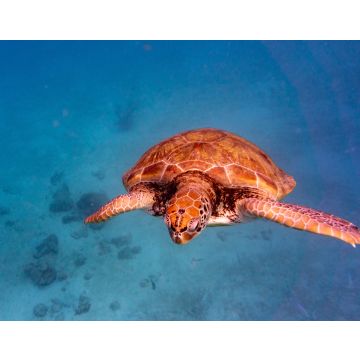 Lais Puzzle - Grüne Meeresschildkröte in Barbados - 40, 100, 200, 500, 1.000 & 2.000 Teile