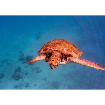 Lais Puzzle - Grüne Meeresschildkröte in Barbados - 1.000 Teile