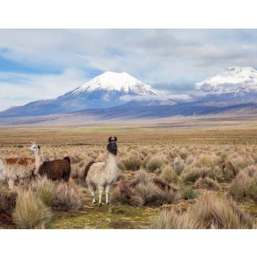 Lais Puzzle - Lamas im Sajama-Nationalpark, Bolivien - 40, 100, 200, 500, 1.000 & 2.000 Teile