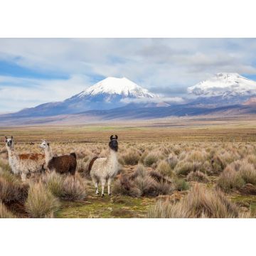 Lais Puzzle - Lamas im Sajama-Nationalpark, Bolivien - 1.000 Teile