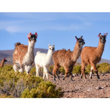 Lais Puzzle - Eine Gruppe Großer Rhea / Nandu (Rhea americana) weidet auf dem Altiplano, im Eduardo Avaroa National Reserve, Uyuni, Bolivien - 40, 100, 200, 500, 1.000 & 2.000 Teile