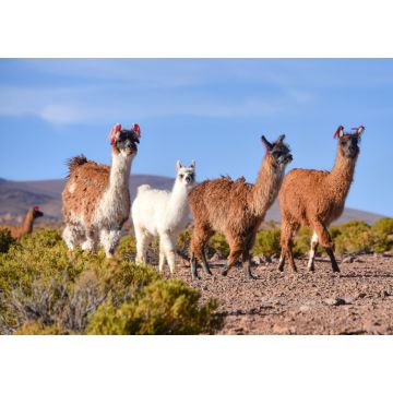 Lais Puzzle - Eine Gruppe Großer Rhea / Nandu (Rhea americana) weidet auf dem Altiplano, im Eduardo Avaroa National Reserve, Uyuni, Bolivien - 1.000 Teile
