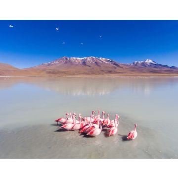 Lais Puzzle - Große Gruppe von Flamingos im spektakulären See füttern und entspannen im Eduardo Abaroa Nationalpark, Uyuni, Potosi / Bolivien - 40, 100, 200, 500, 1.000 & 2.000 Teile