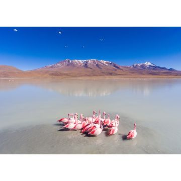 Lais Puzzle - Große Gruppe von Flamingos im spektakulären See füttern und entspannen im Eduardo Abaroa Nationalpark, Uyuni, Potosi / Bolivien - 1.000 Teile