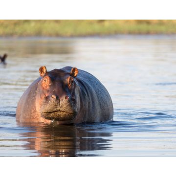 Lais Puzzle - Gewöhnliches Nilpferd (Hippopotamus amphibius) zeigt Aggression. Okavango-Delta. Botswana - 40, 100, 200, 500, 1.000 & 2.000 Teile