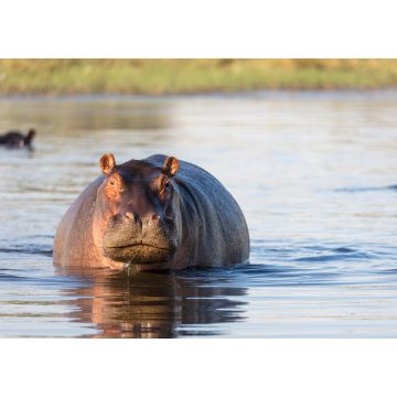 Lais Puzzle - Gewöhnliches Nilpferd (Hippopotamus amphibius) zeigt Aggression. Okavango-Delta. Botswana - 1.000 Teile
