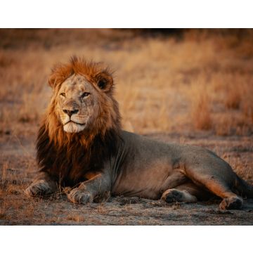 Lais Puzzle - Männlicher Löwe entspannt sich bei Sonnenuntergang im Gras, Chobe Nationalpark, Botswana - 40, 100, 200, 500, 1.000 & 2.000 Teile