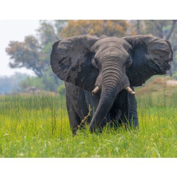 Lais Puzzle - Ein Elefant stellt warnend die Ohren auf, Okavango Delta, Botswana - 40, 100, 200, 500, 1.000 & 2.000 Teile