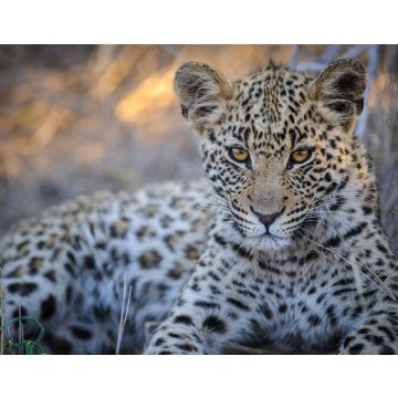 Lais Puzzle - Leopard (Panthera pardus) Jungtier (Welpe) mit den schönsten Augen. Zentral Kalahari. Botswana - 40, 100, 200, 500, 1.000 & 2.000 Teile