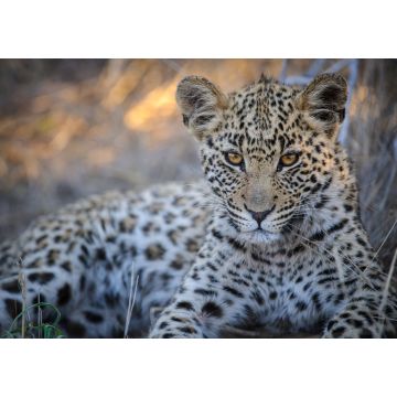 Lais Puzzle - Leopard (Panthera pardus) Jungtier (Welpe) mit den schönsten Augen. Zentral Kalahari. Botswana - 1.000 Teile