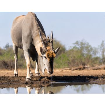 Lais Puzzle - Elenantilopenbulle (Taurotragus oryx) beim Trinken an einem Wasserloch im Mashatu-Wildreservat im Tuli-Block in Botsuana - 40, 100, 200, 500, 1.000 & 2.000 Teile