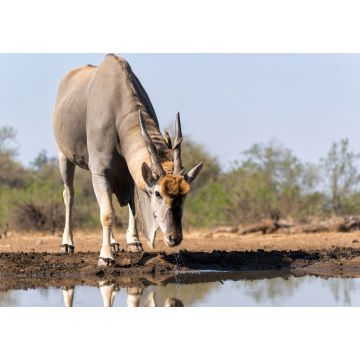 Lais Puzzle - Elenantilopenbulle (Taurotragus oryx) beim Trinken an einem Wasserloch im Mashatu-Wildreservat im Tuli-Block in Botsuana - 1.000 Teile