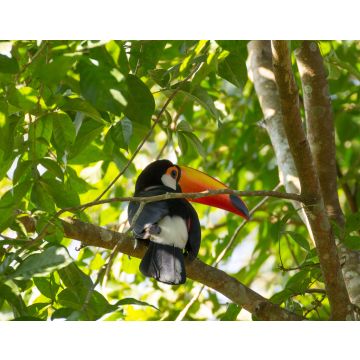 Lais Puzzle - Tukanvogel in der Natur in Foz do Iguazu, Brasilien - 40, 100, 200, 500, 1.000 & 2.000 Teile
