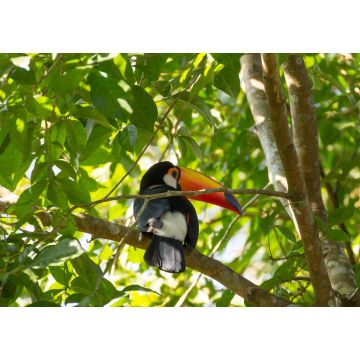 Lais Puzzle - Tukanvogel in der Natur in Foz do Iguazu, Brasilien - 1.000 Teile