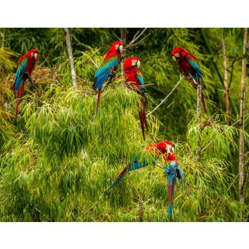 Lais Puzzle - Ein Schwarm roter Papageien sitzt auf einem Ast. Fliegende Aras, grüne Vegetation im Hintergrund. Roter und grüner Ara im tropischen Wald, Brasilien, Wildlife Szene aus der tropischen Natur - 40, 100, 200, 500, 1.000 & 2.000 Teile