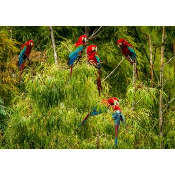 Lais Puzzle - Ein Schwarm roter Papageien sitzt auf einem Ast. Fliegende Aras, grüne Vegetation im Hintergrund. Roter und grüner Ara im tropischen Wald, Brasilien, Wildlife Szene aus der tropischen Natur - 1.000 Teile