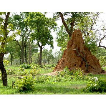 Lais Puzzle - Termitière et arbres verts dans la brousse africaine, Burkina Faso, Afrika - 40, 100, 200, 500 & 1.000 Teile