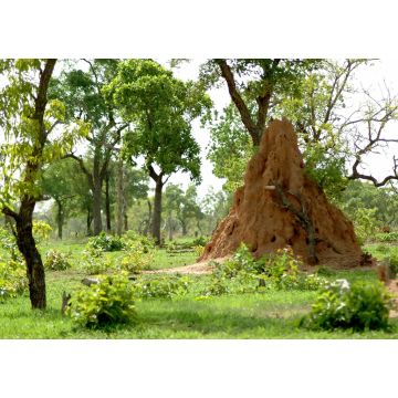 Lais Puzzle - Termitière et arbres verts dans la brousse africaine, Burkina Faso, Afrika - 1.000 Teile
