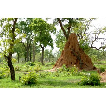 Lais Puzzle - Termitière et arbres verts dans la brousse africaine, Burkina Faso, Afrika - 2.000 Teile