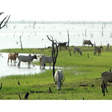 Lais Puzzle - Zébustruppe am Ufer eines Sees, verdorrte Bäume im See, Burkina Faso, Afrika - 40, 100, 200, 500, 1.000 & 2.000 Teile