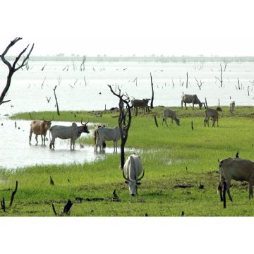 Lais Puzzle - Zébustruppe am Ufer eines Sees, verdorrte Bäume im See, Burkina Faso, Afrika - 1.000 Teile