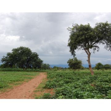 Lais Puzzle - un chemin qui mene au village Burkina faso - 40, 100, 200, 500, 1.000 & 2.000 Teile