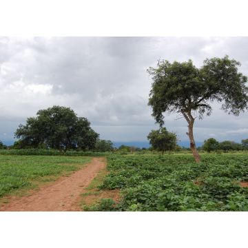 Lais Puzzle - un chemin qui mene au village Burkina faso - 1.000 Teile